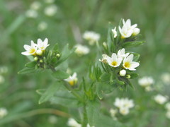Buglossoides czernjajevii