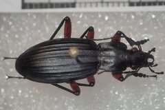 Carabus galicianus
