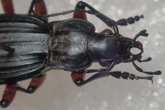 Carabus galicianus