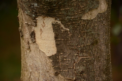 Aesculus wangii