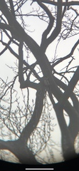 Dendrocopos major