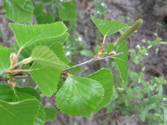 Betula × aurata