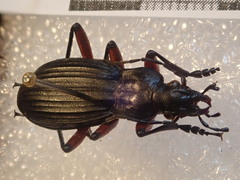 Carabus galicianus