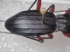 Carabus galicianus