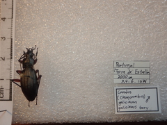 Carabus galicianus