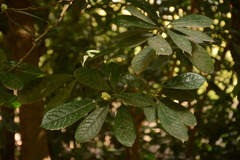 Magnoliopsida