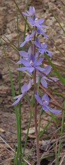 Thelymitra alpina