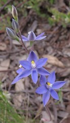Thelymitra alpina
