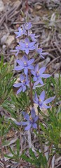 Thelymitra alpina
