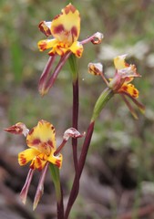 Diuris curvifolia