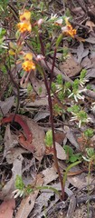 Diuris curvifolia