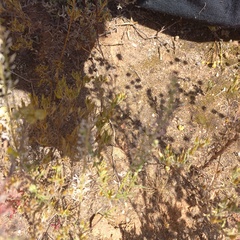 Rhynchopsidium sessiliflorum