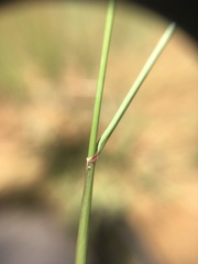 Aristida congesta barbicollis