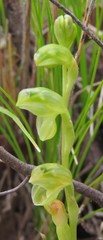 Pterostylis mutica