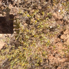 Rhynchopsidium sessiliflorum