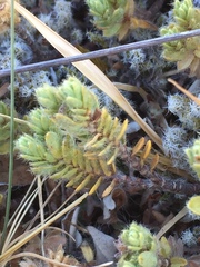 Pimelea mesoa