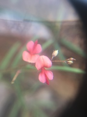 Indigofera filipes