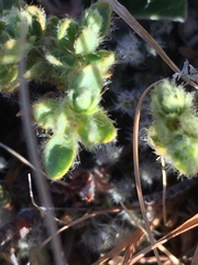 Pimelea mesoa