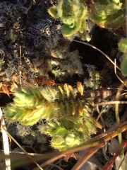 Pimelea mesoa