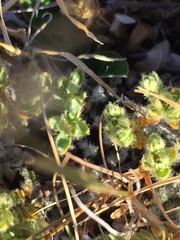 Pimelea mesoa