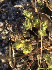 Pimelea mesoa