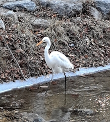 Ardea alba