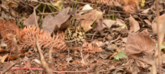 Turdus mupinensis