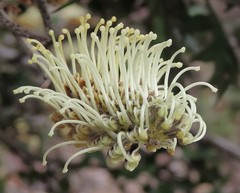 Grevillea willisii