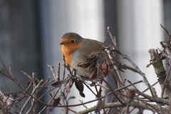 Erithacus rubecula