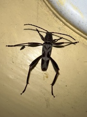 Neoclytus longipes