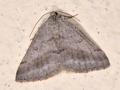 Digrammia rippertaria