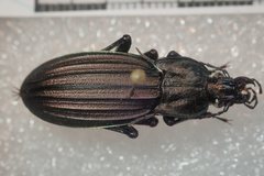 Carabus melancholicus melancholicus