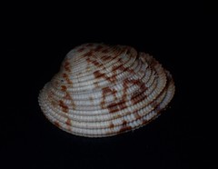 Antigona persimilis