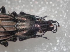 Carabus melancholicus melancholicus