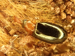 Salpingus ruficollis