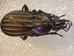Carabus melancholicus melancholicus