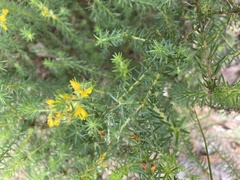 Phyllota