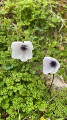 Anemone coronaria