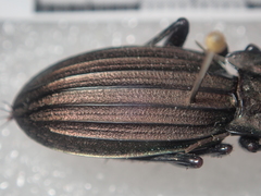 Carabus melancholicus melancholicus