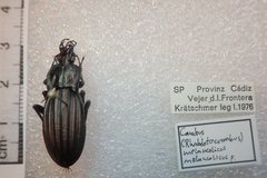 Carabus melancholicus melancholicus