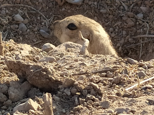 Yellow Ground Squirrel