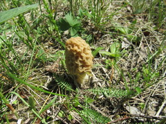 Morchella esculenta