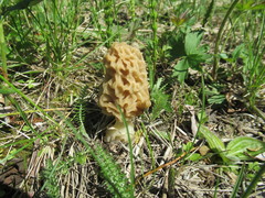 Morchella esculenta