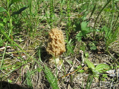 Morchella esculenta