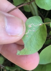 Zapyrastra calliphana