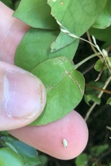 Zapyrastra calliphana