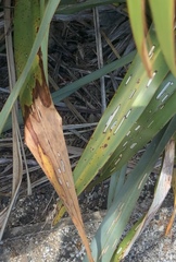 Orthoclydon praefectata