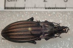Carabus melancholicus melancholicus