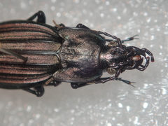 Carabus melancholicus melancholicus