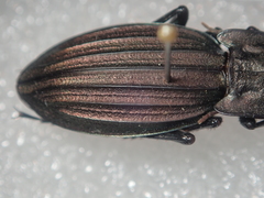 Carabus melancholicus melancholicus